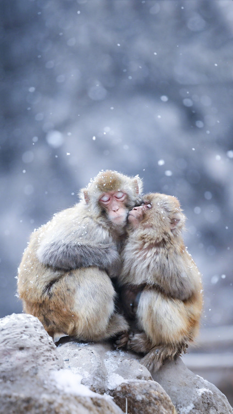Monkeys warming each other in the snow preview