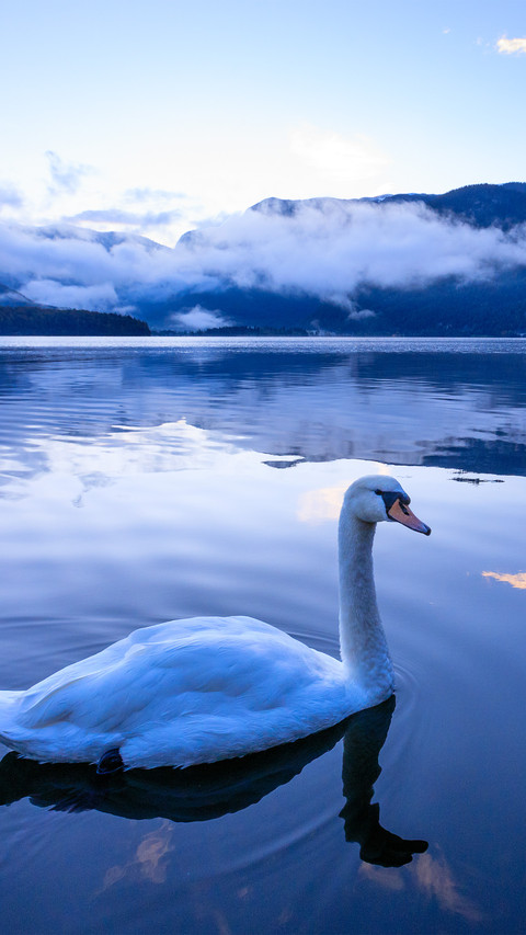 Swans in the early morning preview