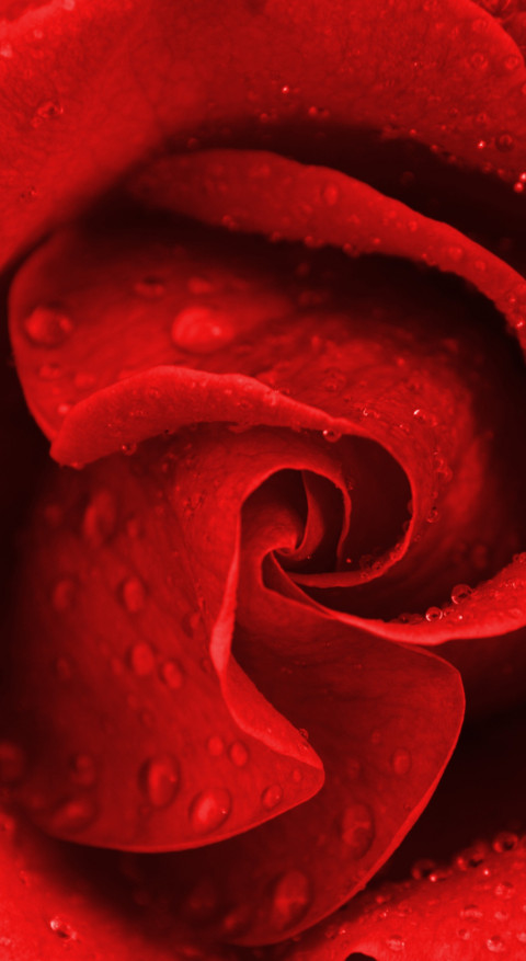 Red Roses (23) preview