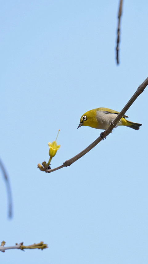Flowers fall, branches empty, birds gaze at each other. preview