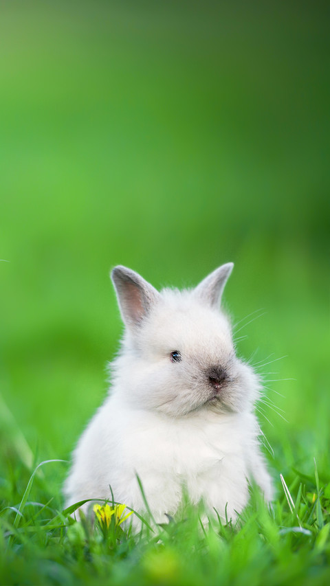 Little Rabbit Sitting on The Lawn in Summer preview