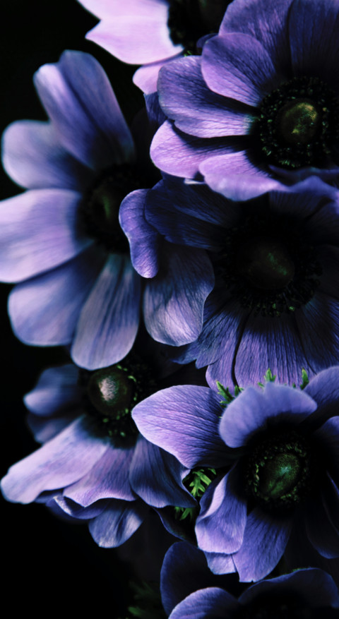 Macro Photography (13) preview