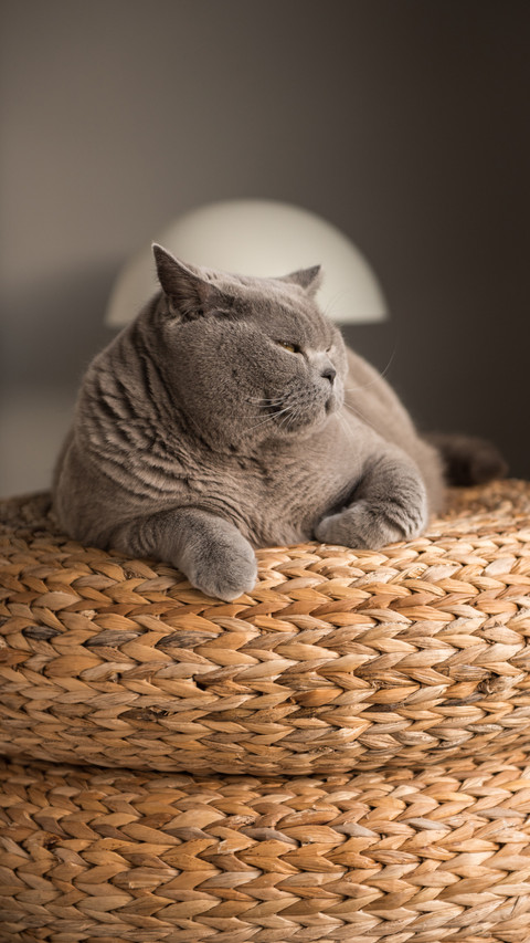 Why the cat has been sleeping 2 preview