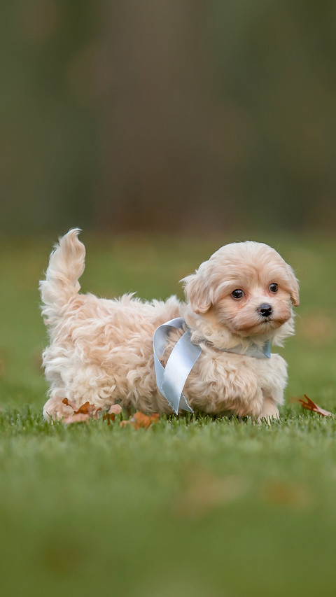 Adorable Maltese and Poodle mix Puppy preview