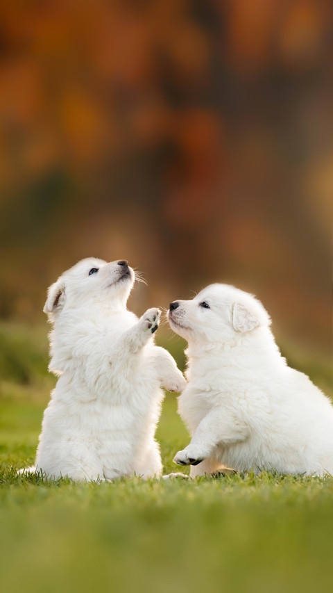 Two White Puppies Playing on The Grass preview