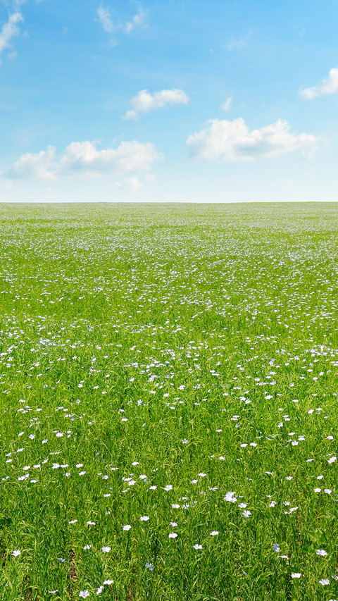 Green Grass And Blue Sky preview