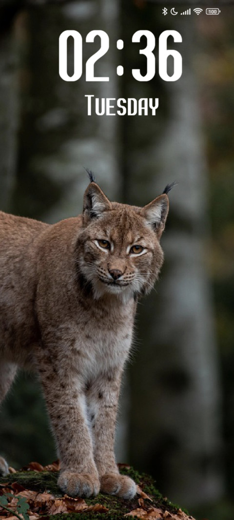 Lynx preview
