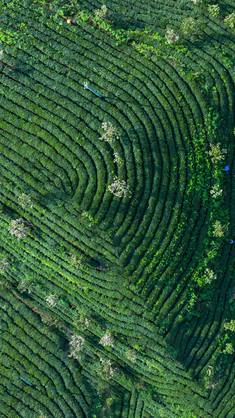 In the tea gardens of guizhou preview