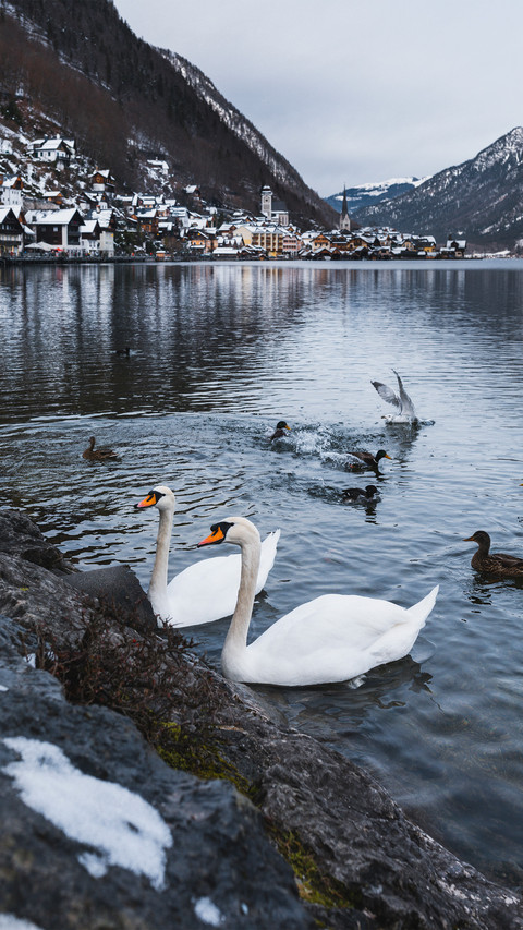 Swans on the austrian lake preview