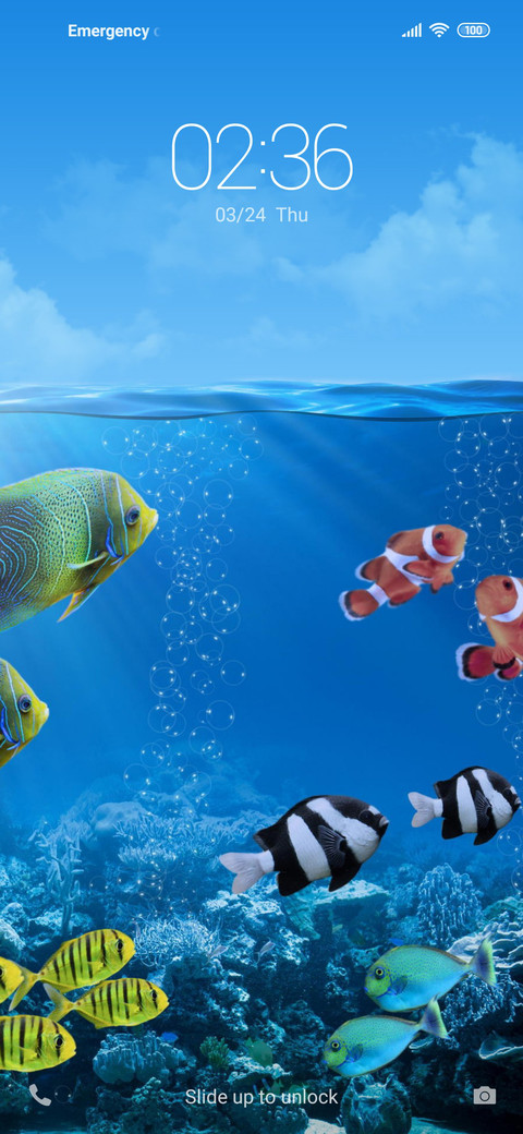 Fish NY preview