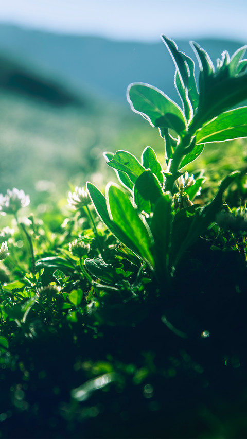 The world of grass preview
