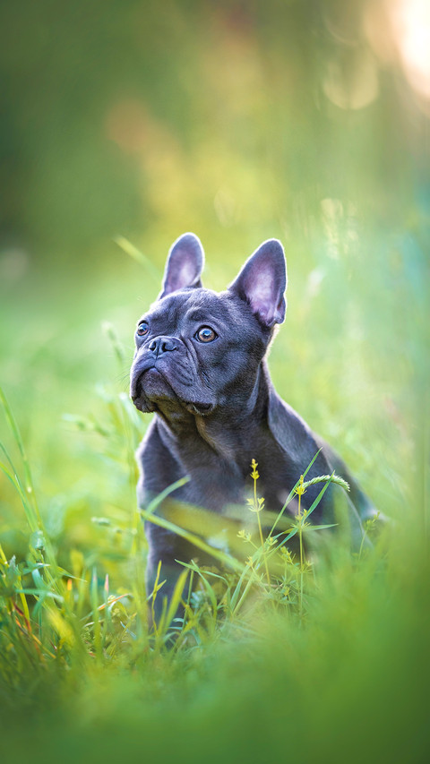 Small French bulldog sitting in grass against sunset preview