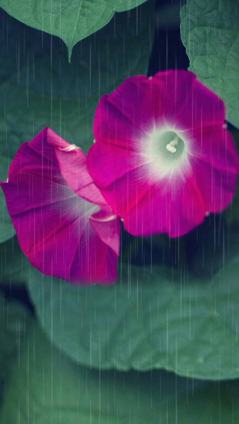 花颜 preview