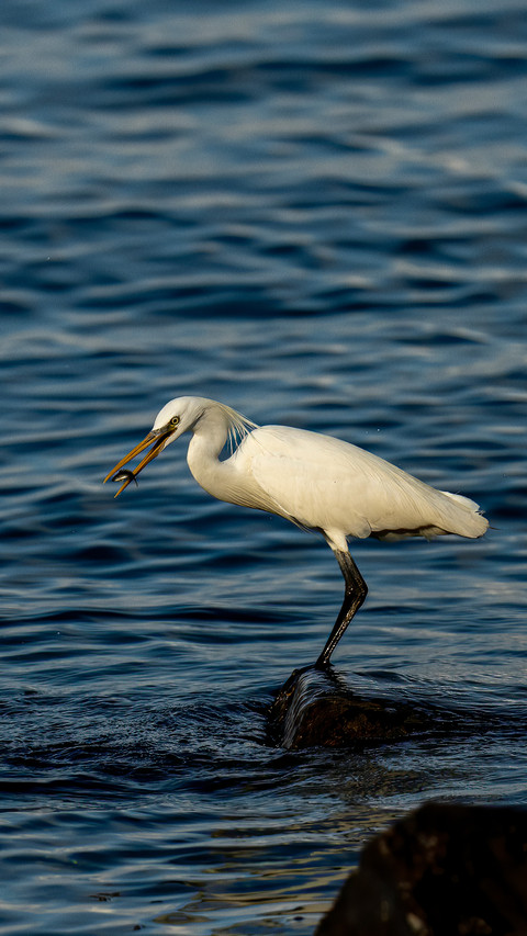 Yellowbilled egrets catching fish preview