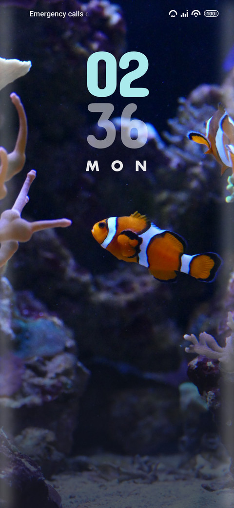 Coral preview