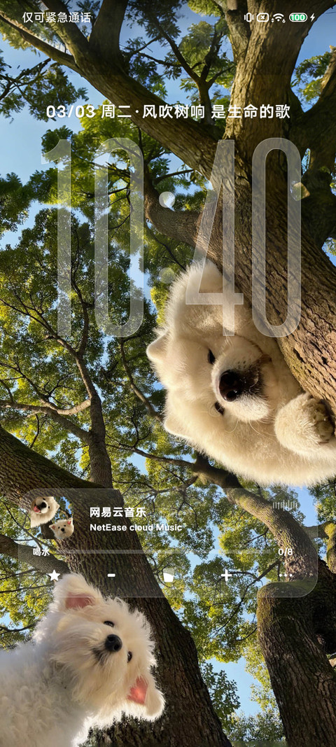 治愈小狗 树影摇晃 preview