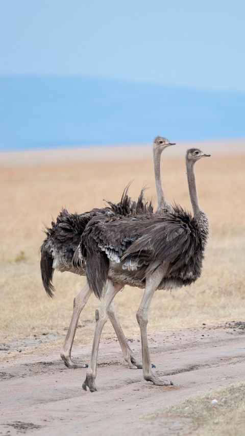 Noble ostrich-01 preview