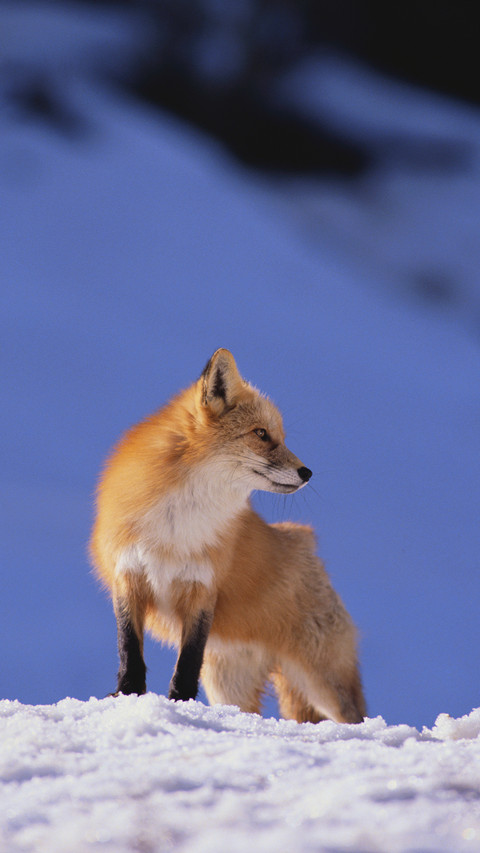 High IQ animals allusions preview