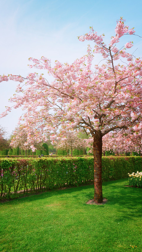 cherry blossom preview