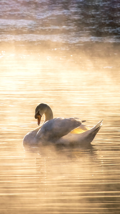 White swan on fog reservoir in the morning preview