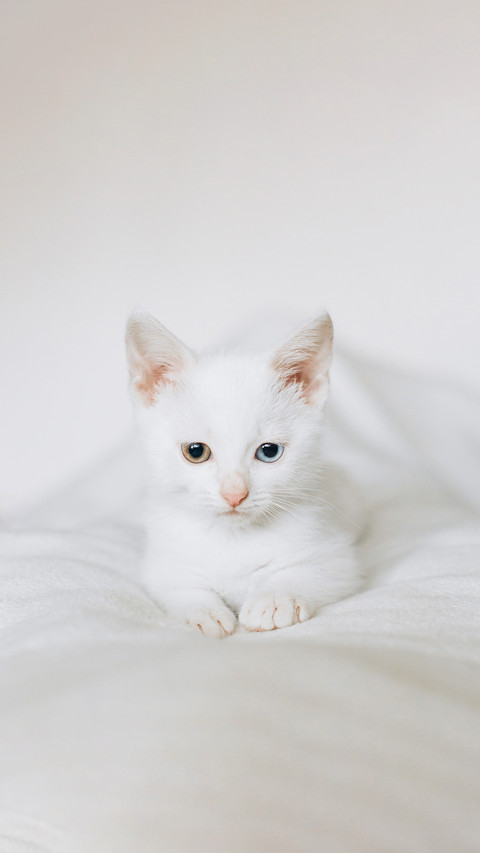 A white cat is sitting on a white chair preview