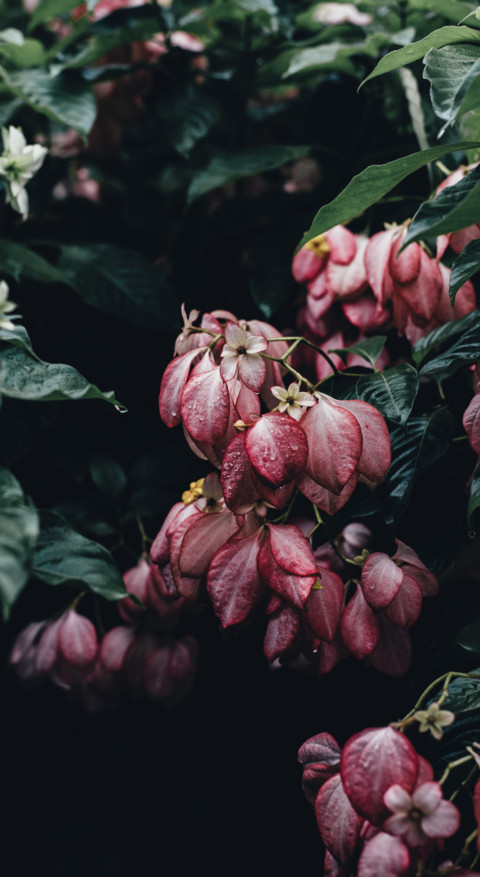 Floral B1 (33) preview