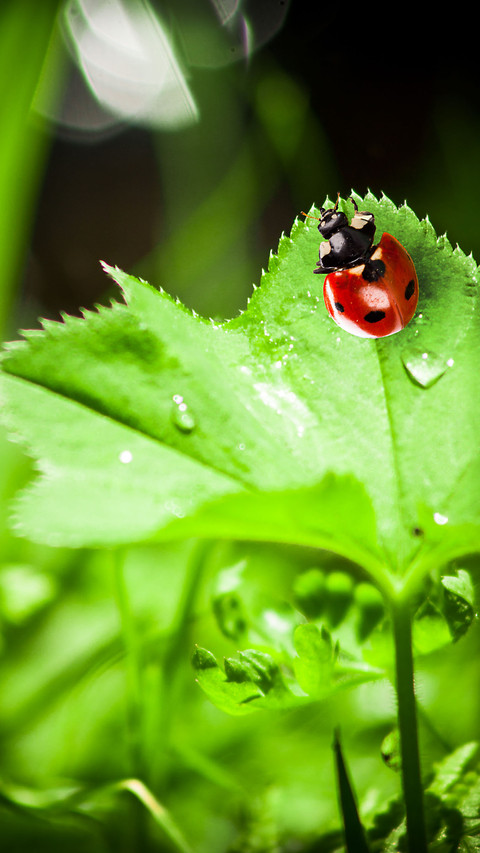 Color insects-05 preview