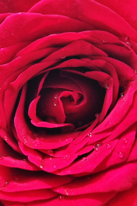 Petals of Rose.jpg preview