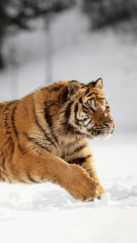 Siberian tigers are running in the snow preview