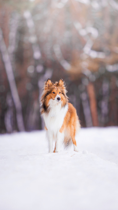 A sheltie breed in the winter forest preview