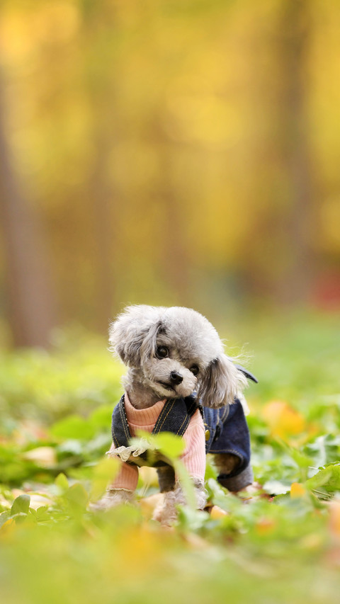 Is it really good for dogs to eat fast 5 preview