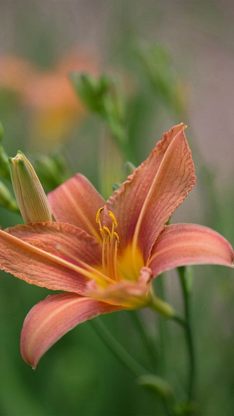 Spring scenery-21 preview