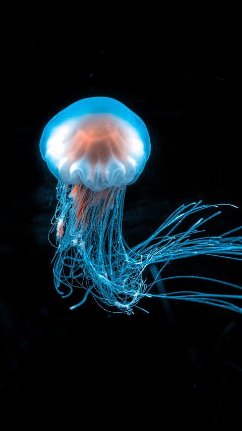 Lions mane jellyfish preview