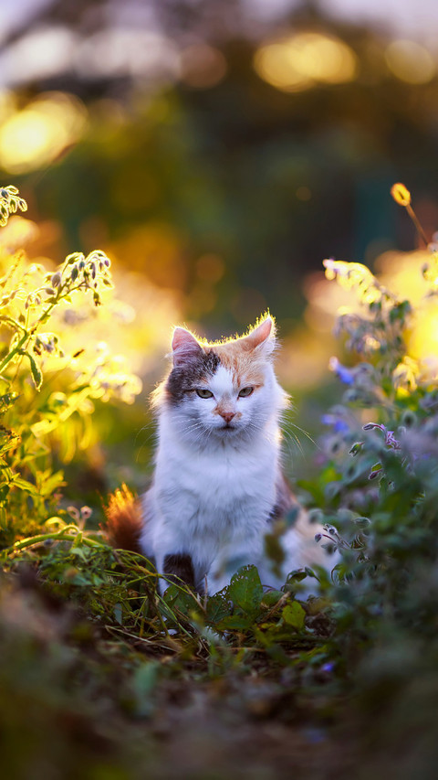 A Cute Cat Sitting in The Grass preview