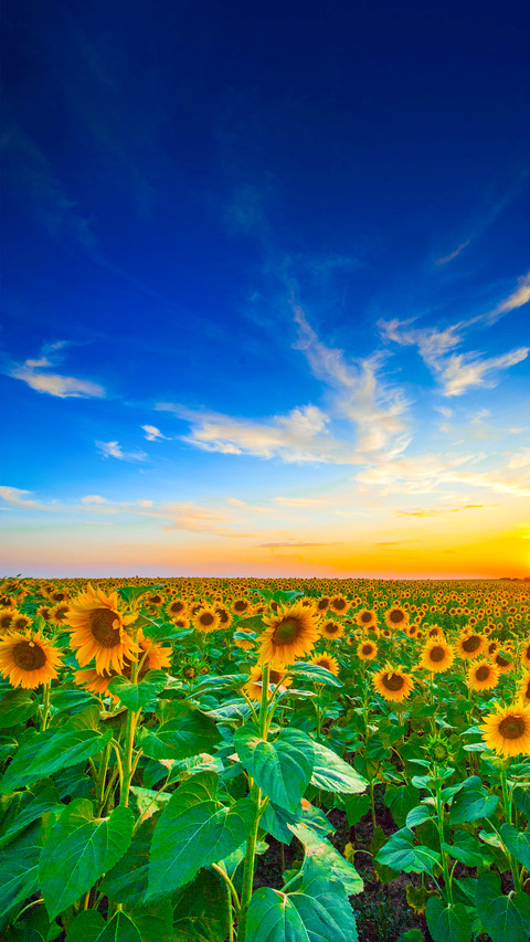 Colorful Flower Field preview