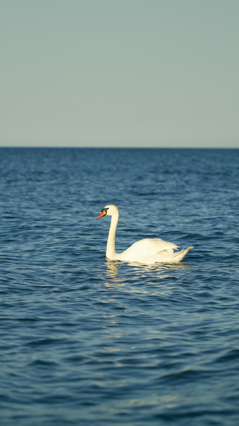 Swans with chicks swimming in the Baltic Sea preview