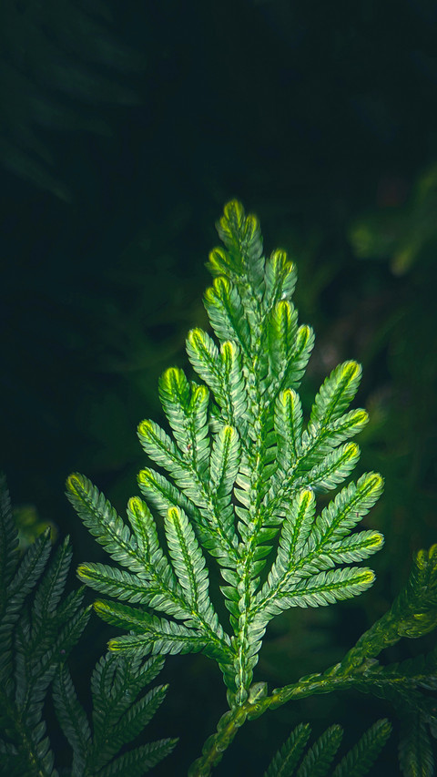Macro green plants preview