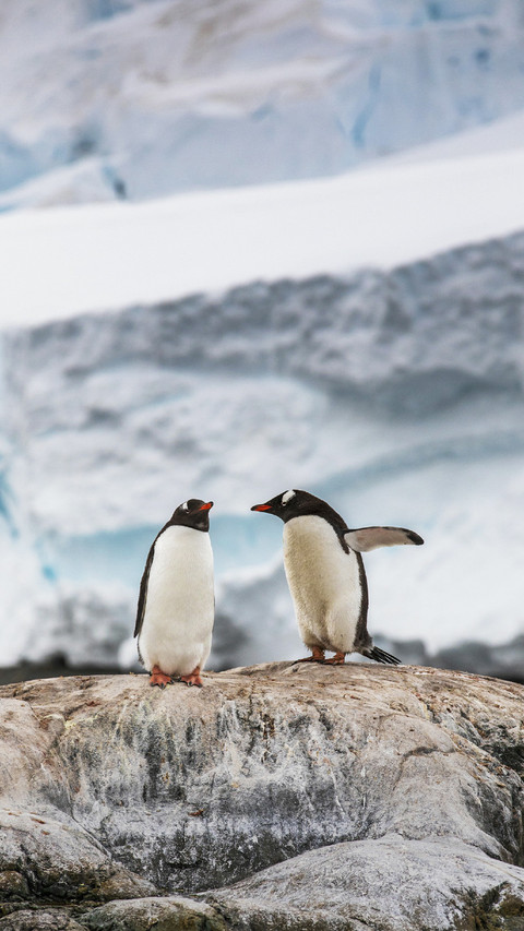 A couple Gentoo Penguins  preview