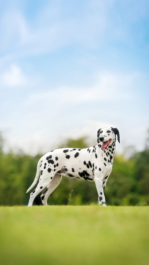 Loyal friend spotted dog preview