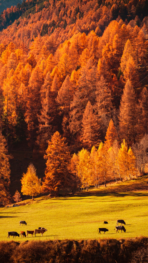 The scenery of st moritz engadin in switzerland preview