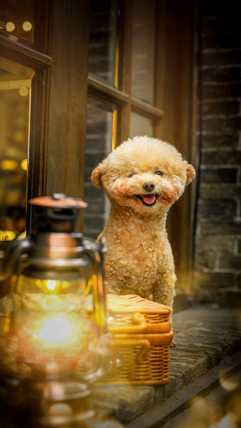Six Movies about Dogs 6 preview
