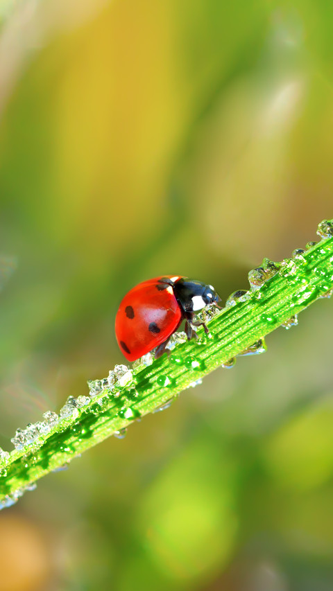 Ladybug preview