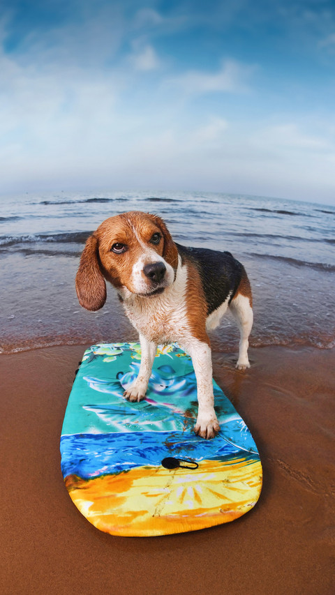 Is it safe to swimming pool for the dog preview