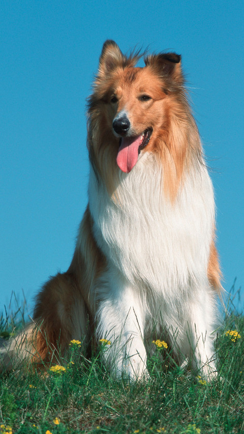 贵族范的苏格兰牧羊犬 preview