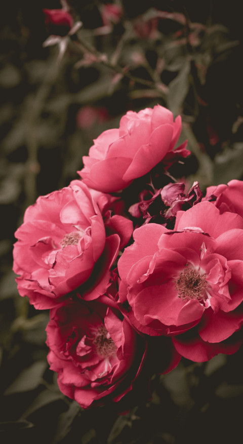Floral B1 (8) preview