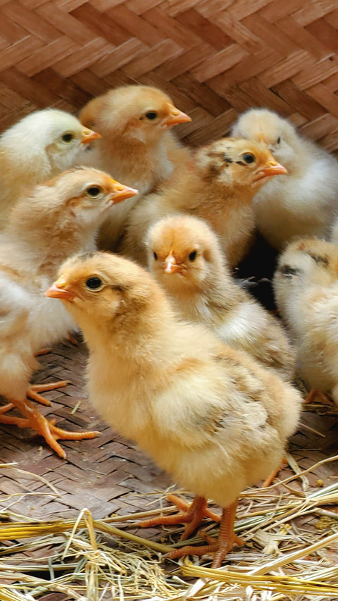 Little hairy chicken preview
