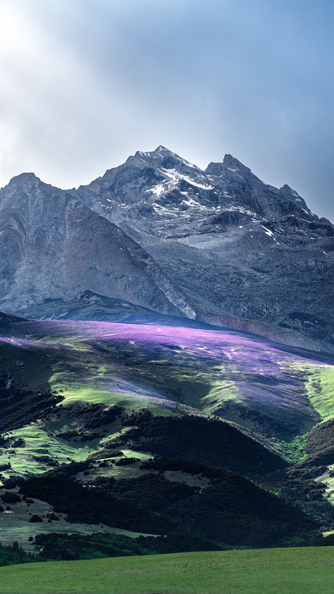 The purple sea of flowers on the mountain preview