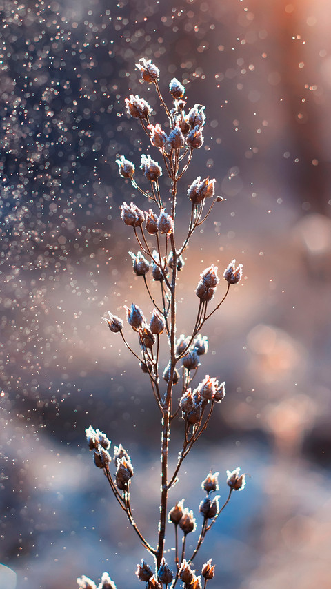 Winter scenery-04 preview