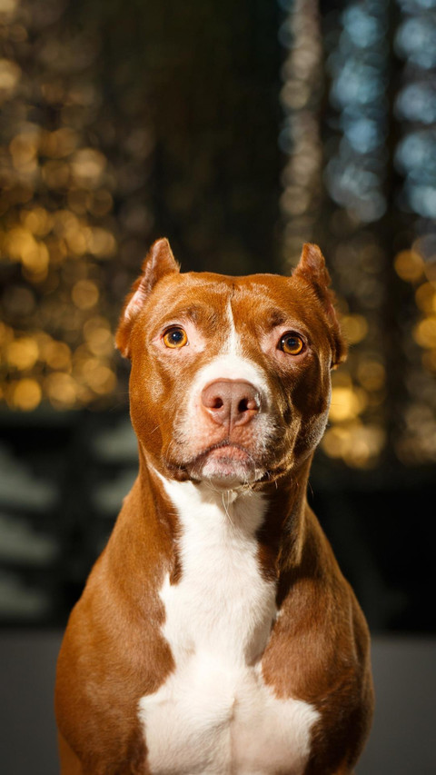 Dog150 preview
