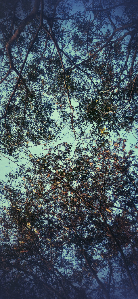 Trees preview